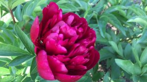 Пион RED SATIN/Рэд Сатин