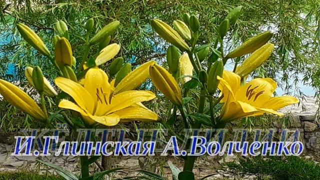 Жёлтые лилии Сл:И.Глинская Муз:А.Волченко смотреть онлайн