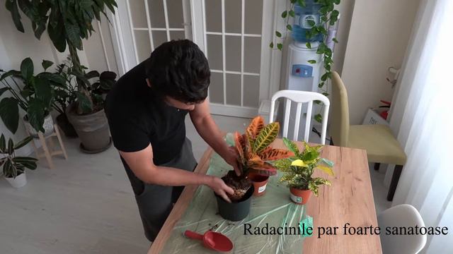 Plante decorative. смотреть онлайн
