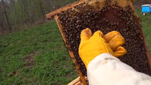 Весеннее развитие пчелосемей. Расширение гнёзд пчёл весной. смотреть онлайн