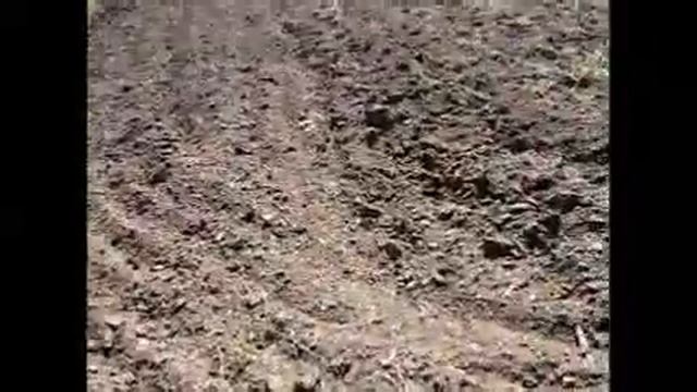 Как посеять суданскую траву? Советы по посеву смотреть онлайн