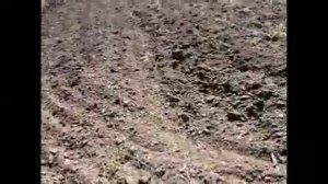 Как посеять суданскую траву? Советы по посеву