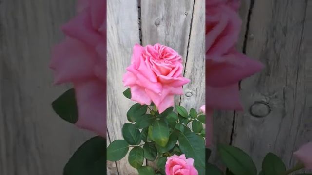 роза эшли ashley смотреть онлайн