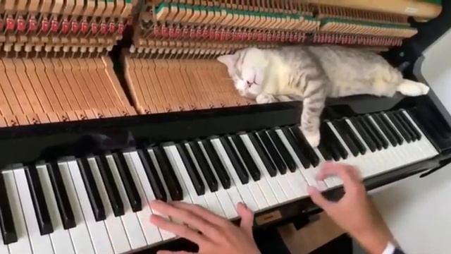 СПЯЩИЙ КОТЁНОК ОТКАЗЫВАЕТСЯ ВЫЛЕЗАТЬ ИЗ ПИАНИНО смотреть онлайн