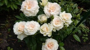 Розы для небольшого сада