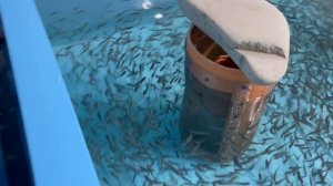 Инкубатор форели. Малевник для форели.