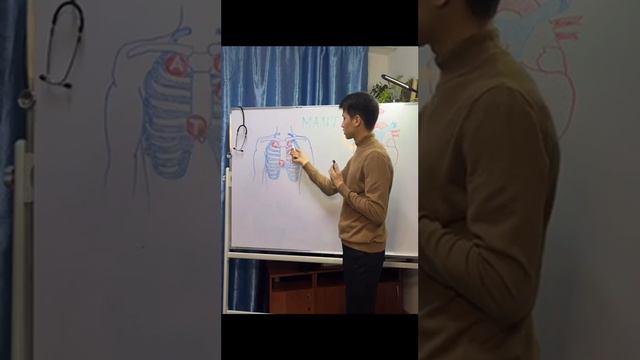 Жүрек аускультациясы(Аускультация сердце). смотреть онлайн