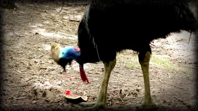This Cassowary Can Kill You смотреть онлайн