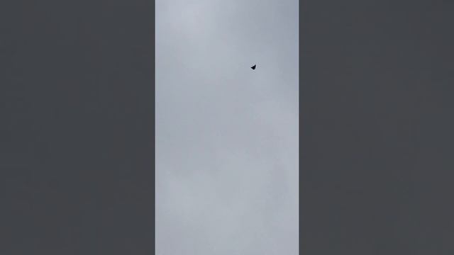 Николаевские голуби. Рыжий голубь. смотреть онлайн