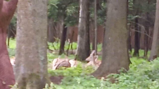 Дом Ланы (Ламы) ) г. Зеленоград смотреть онлайн