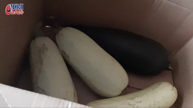 Наш урожай осень 2020//наш огород//на даче//моя семья//семейный влог//семейный канал//family vlog смотреть онлайн