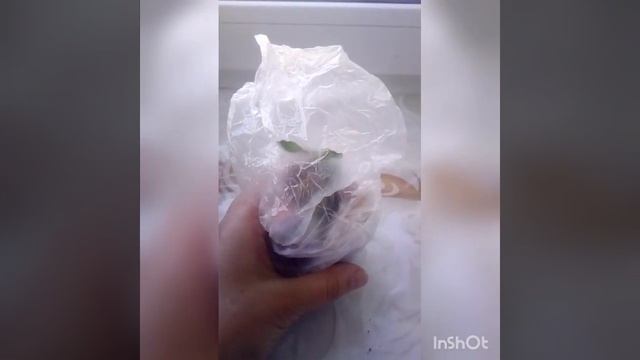 Упаковка укорененных черенков шлюмбергера для отправки почтой