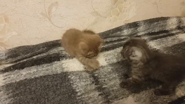 Вислоухая шотландтка цвет циннамон смотреть онлайн
