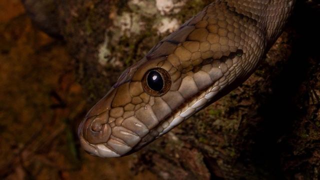 Australian Scrub Python (Simalia kinghorni) смотреть онлайн