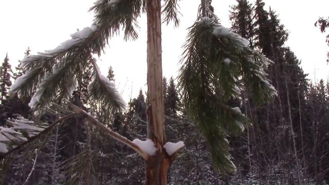 Охота на глухаря поздней осенью, похождения по лесу (как я упустил глухаря) смотреть онлайн