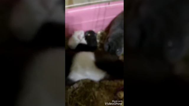 Ура свинка рожает ! смотреть онлайн