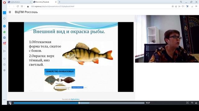 Шишова И А Надкласс Рыбы Внешнее строение рыбы Видео учебного занятия смотреть онлайн