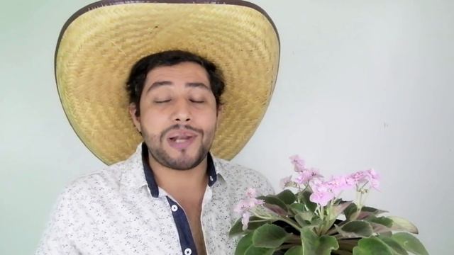 como tener violetas gigantes chuyito jardinero