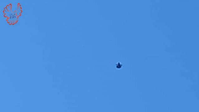 Голуби. 17.08.23г. смотреть онлайн