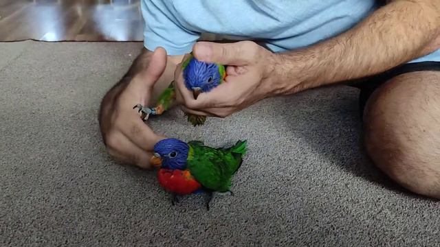 Социални бебета многоцветно Лори с документи. смотреть онлайн