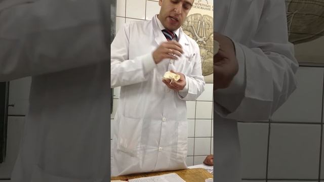 Анатомия человека. Череп. Височная и решетчатая кости. смотреть онлайн