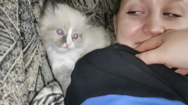 Котята любят гостей . Гвоздик нагло пристает смотреть онлайн