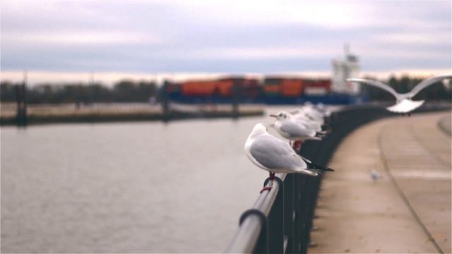 Peaceful Relaxing Music Wildlife Fauna Meditation-Спокойная музыка Экзотические животные Медитации.