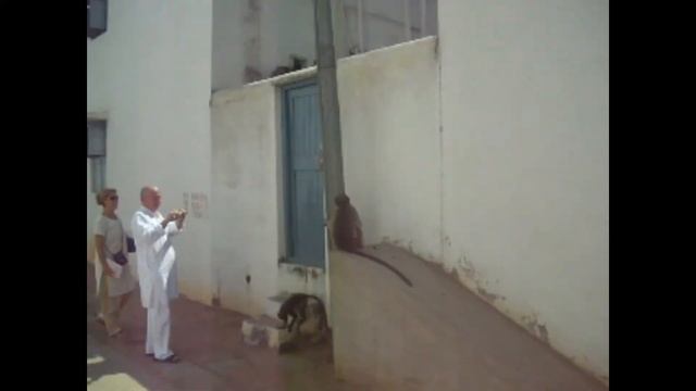 068.Обезьяны ограбили прохожую.Индия 2009 год. смотреть онлайн