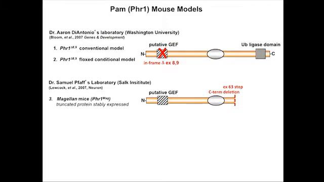 Neuronal E3 Ubiquitin Ligase Pam in TSC/MTORC1 Signaling and Synapse Development смотреть онлайн