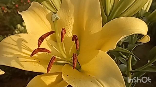 БЕЛЬВИЛЛЬ арома лилия аромат которой вы почувствуете за 10 метров?