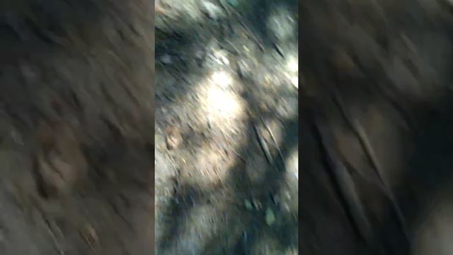 занимаемся с альфой, учим апортирование смотреть онлайн