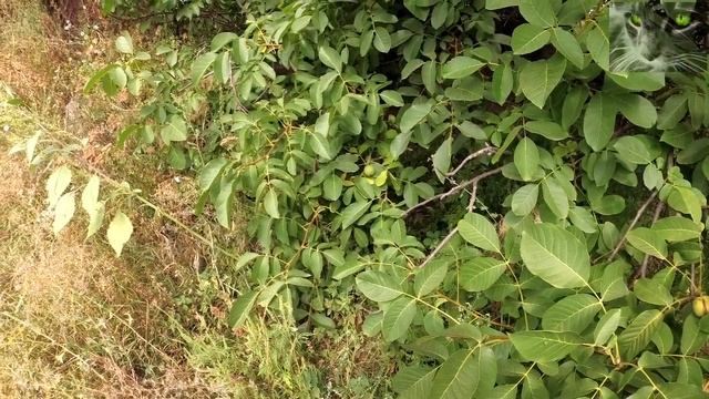 Ореховый Спас. Третий спас. смотреть онлайн