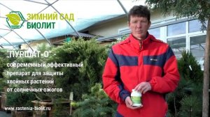 "Пуршат-О" - Современный эффективный препарат для защиты хвойных растений от солнечных ожегов