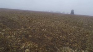 Охота с курцхааром на куропатку осень 2019