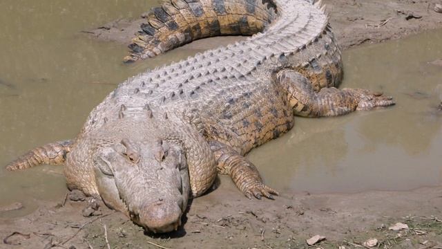 ГРЕБНИСТЫЙ КРОКОДИЛ - охотится на тигров, убивает акул и ест китов. САМАЯ БОЛЬШАЯ РЕПТИЛИЯ В МИРЕ! смотреть онлайн