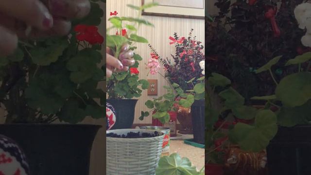 How to replant Geraniums. смотреть онлайн