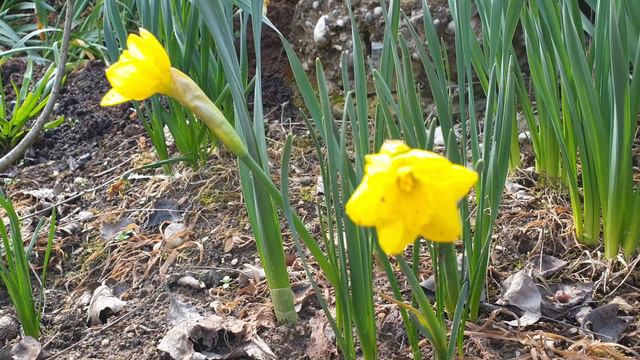 Narcissus - medicine or poison? смотреть онлайн