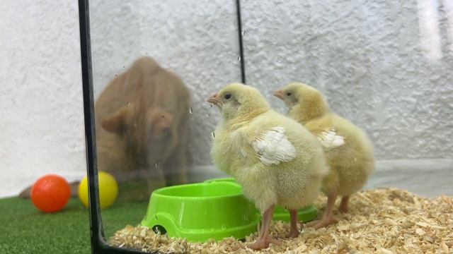 Fantastic Animals 🤣 Chickens Hid From The Pesky Cats