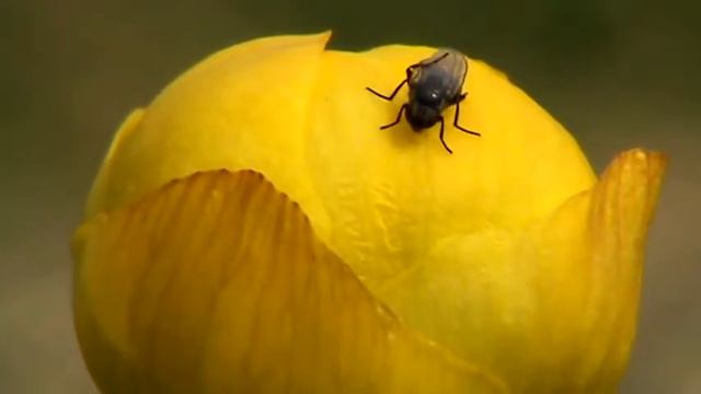 Копия видео Купальница и муха. смотреть онлайн