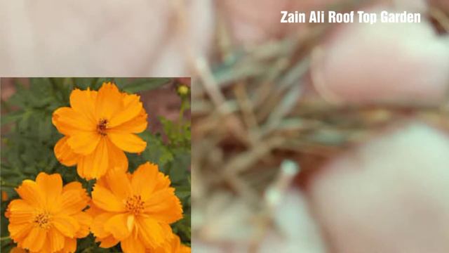 #Howtogrowcosmoscilosiahollyhocks andnastretiinum#Winter season seedlings and thanks shamma garden смотреть онлайн