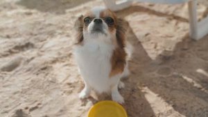 Музыка для нервных собак - успокаивающая музыка сна, глубокое расслабление музыки для вашего питомц