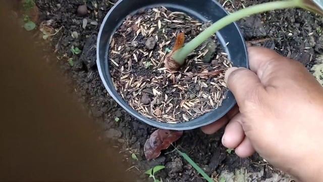ALOCASIA BLACK VELVET / tanaman hias смотреть онлайн