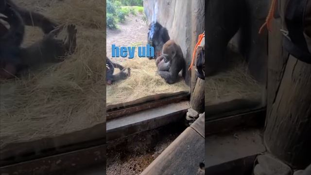 Gorilla vs Snake смотреть онлайн