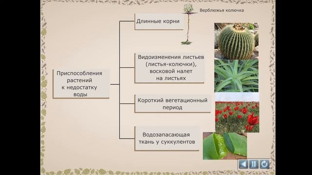 Ремонтная Фантазия