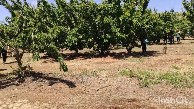 Черешня в Израиле . Голанские высоты . בוסתן בראשית בגולן .Ein Zivan смотреть онлайн