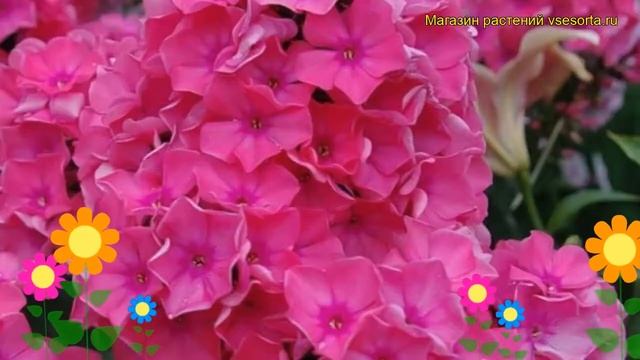 Флокс метельчатый Виндзор. Краткий обзор, описание характеристик phlox paniculata Windsor смотреть онлайн