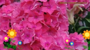Флокс метельчатый Виндзор. Краткий обзор, описание характеристик phlox paniculata Windsor