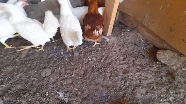 Обзор на домашние хозяйства смотреть онлайн