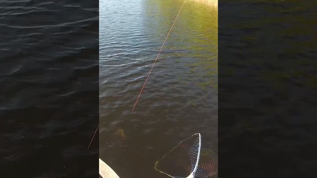 Тролинг.Бешенная пляска.Щучий джаз.