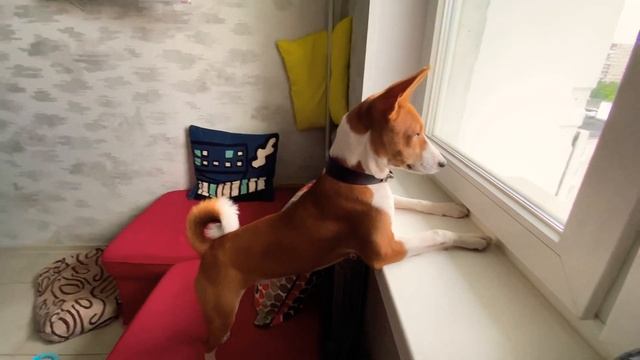 Басенджи любит смотреть в окно. смотреть онлайн